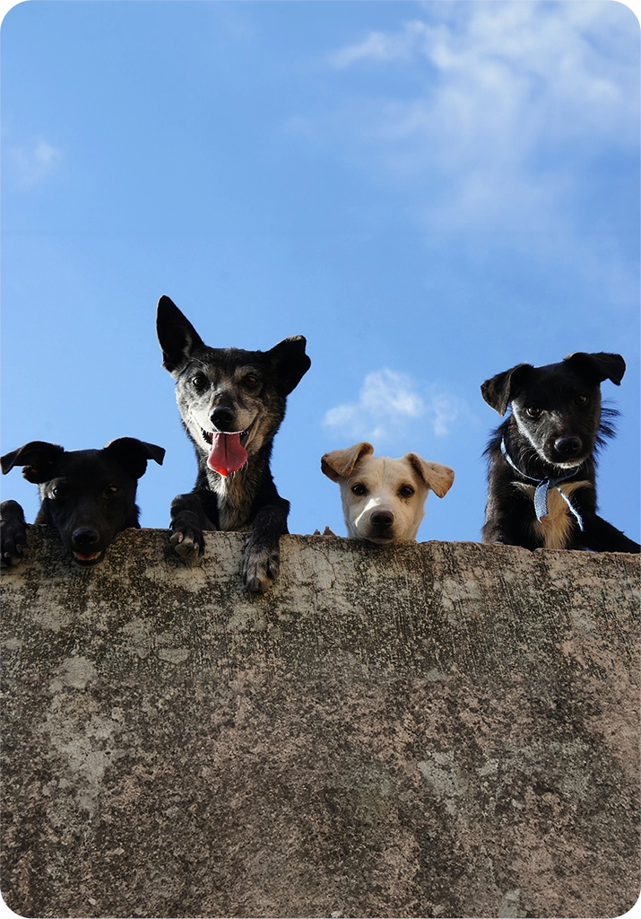 dog-group-watching