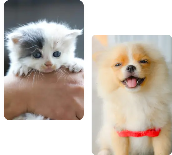 Ilustración de un gatito y un cachorro felices